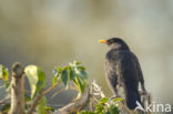 Merel (Turdus merula)