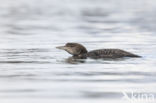 Common Loon