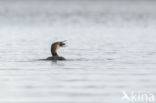 Common Loon