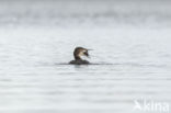 Common Loon