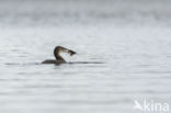 Common Loon