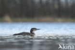 Common Loon