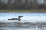 Common Loon