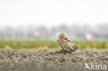 Short-eared Owl (Asio flammeus)