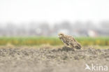 Short-eared Owl (Asio flammeus)