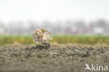 Short-eared Owl (Asio flammeus)