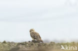 Short-eared Owl (Asio flammeus)