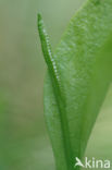 Adder s Tongue (Ophioglossum vulgatum)