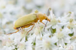 Gele Bloemenkever (Cteniopus sulphureus)