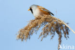 Bearded Reedling (Panurus biarmicus)