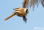 Bearded Reedling (Panurus biarmicus)