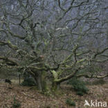 Common Oak