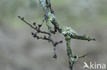 Eikenmos (Evernia prunastri)