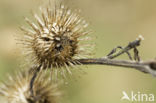 Greater Burdock (Arctium lappa)