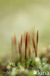 Ruig haarmos (Polytrichum piliferum)