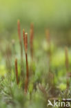 Bristly Haircap (Polytrichum piliferum)