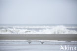 Sanderling (Calidris alba)