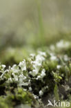 Cladonia foliacea