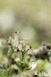 Ladder lichen (Cladonia cervicornis)