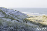 Marram (Ammophila arenaria)