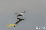 Black Tern (Chlidonias niger)