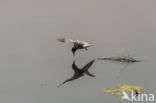 Zwarte Stern (Chlidonias niger)