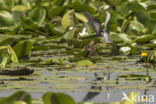 Zwarte Stern (Chlidonias niger)