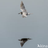 Black Tern (Chlidonias niger)