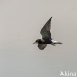 Black Tern (Chlidonias niger)