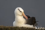 Black-browed Albatross (Thalassarche melanophrys)