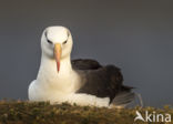 Black-browed Albatross (Thalassarche melanophrys)