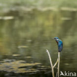 Kingfisher (Alcedo atthis)