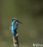 IJsvogel (Alcedo atthis)