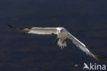 Northern Gannet (Morus bassanus)