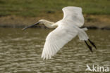 Eurasian Spoonbill (Platalea leucorodia)