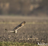 Short-eared Owl (Asio flammeus)