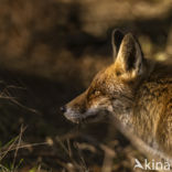 Fox (Vulpes vulpes)