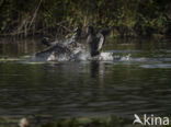 Common Coot (Fulica atra)