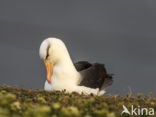 Black-browed Albatross (Thalassarche melanophrys)