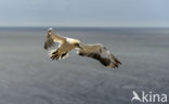 Northern Gannet (Morus bassanus)