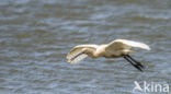 Lepelaar (Platalea leucorodia)