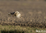 Short-eared Owl (Asio flammeus)