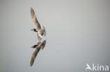 Black Tern (Chlidonias niger)