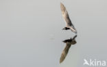 Black Tern (Chlidonias niger)