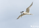 Sandwich Tern (Sterna sandvicencis)