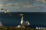 Northern Gannet (Morus bassanus)