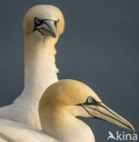 Northern Gannet (Morus bassanus)