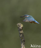 IJsvogel (Alcedo atthis)