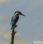 Kingfisher (Alcedo atthis)