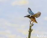 IJsvogel (Alcedo atthis)